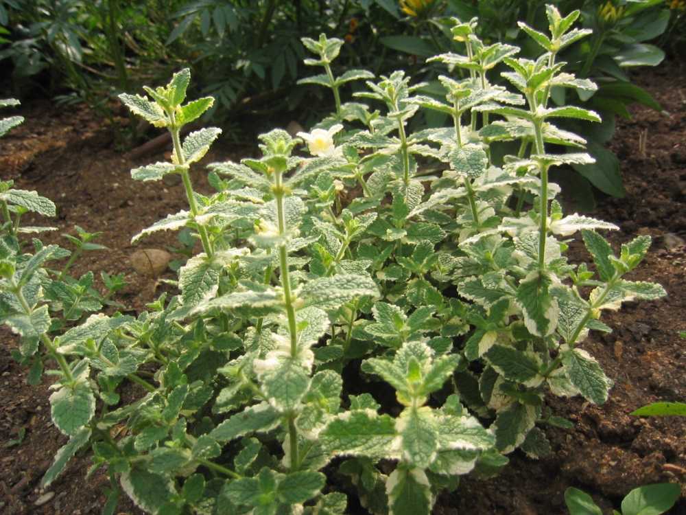 Mentha rotundifolia 'Variegata' (Buntblättrige Minze)